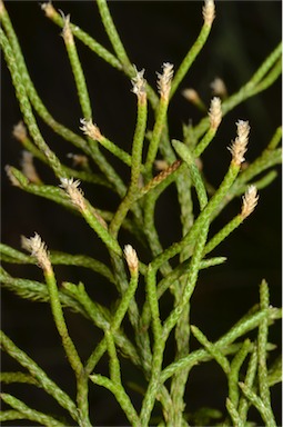 APII jpeg image of Lycopodium deuterodensum  © contact APII