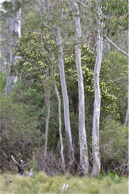 APII jpeg image of Callistemon pallidus  © contact APII