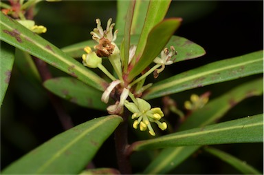 APII jpeg image of Tasmannia glaucifolia  © contact APII