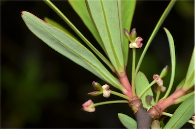 APII jpeg image of Tasmannia glaucifolia  © contact APII