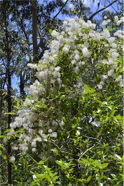 APII jpeg image of Clematis glycinoides  © contact APII