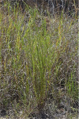 APII jpeg image of Lespedeza juncea subsp. sericea  © contact APII