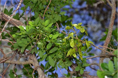 APII jpeg image of Austrosteenisia blackii var. blackii  © contact APII