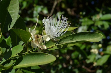 APII jpeg image of Capparis arborea  © contact APII