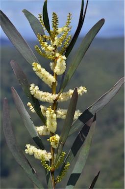 APII jpeg image of Acacia obtusifolia  © contact APII
