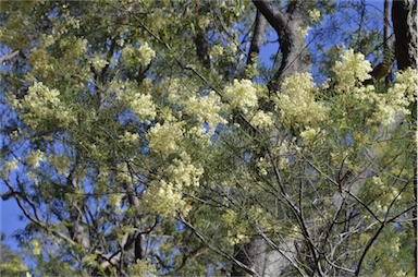 APII jpeg image of Acacia linifolia  © contact APII