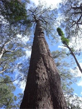 APII jpeg image of Eucalyptus laevopinea  © contact APII