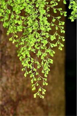 APII jpeg image of Adiantum raddianum  © contact APII