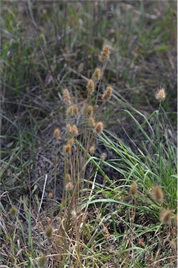 APII jpeg image of Cynosurus echinatus  © contact APII