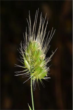 APII jpeg image of Cynosurus echinatus  © contact APII