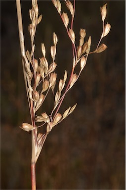 APII jpeg image of Juncus remotiflorus  © contact APII