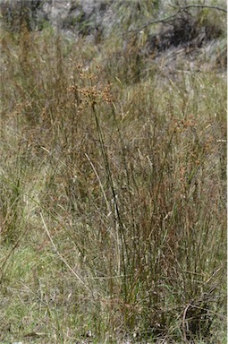 APII jpeg image of Juncus vaginatus  © contact APII