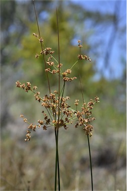 APII jpeg image of Juncus vaginatus  © contact APII