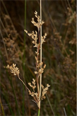 APII jpeg image of Juncus australis  © contact APII