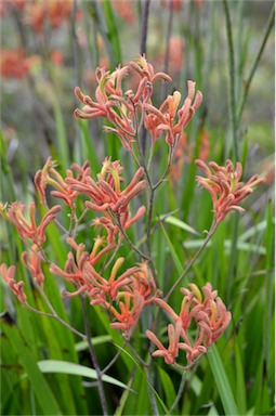 APII jpeg image of Anigozanthos flavidus  © contact APII