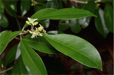 APII jpeg image of Acronychia parviflora  © contact APII