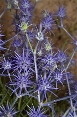 APII jpeg image of Eryngium ovinum  © contact APII