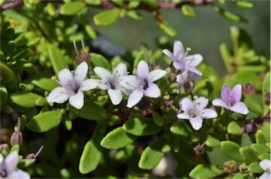 APII jpeg image of Myoporum parvifolium  © contact APII