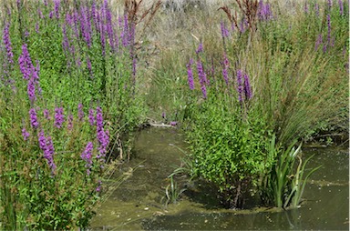 APII jpeg image of Lythrum salicaria  © contact APII