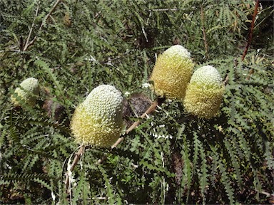 APII jpeg image of Banksia speciosa  © contact APII