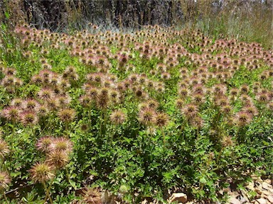 APII jpeg image of Acaena novae-zelandiae  © contact APII