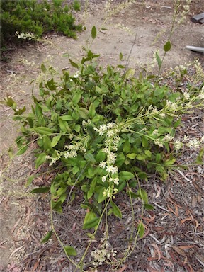 APII jpeg image of Lomatia ilicifolia  © contact APII