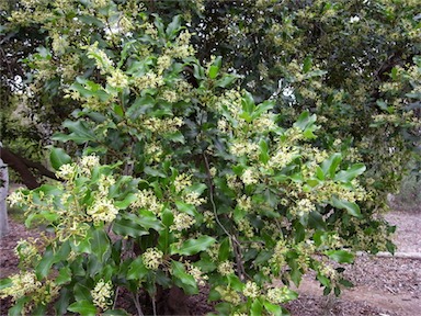 APII jpeg image of Lomatia arborescens  © contact APII