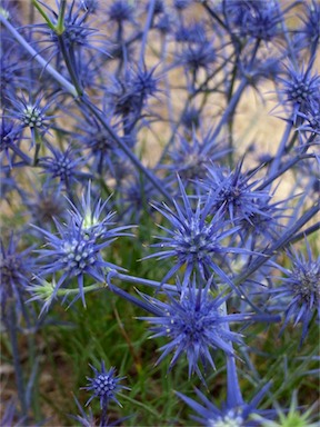 APII jpeg image of Eryngium ovinum  © contact APII