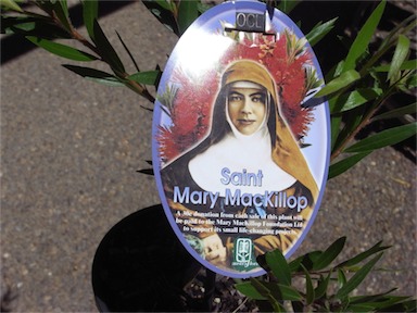 APII jpeg image of Callistemon 'Saint Mary MacKillop'  © contact APII