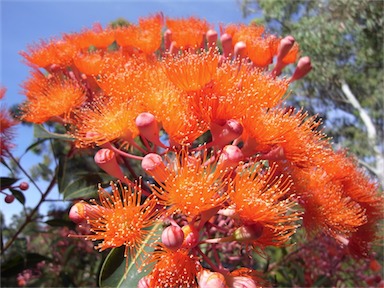 APII jpeg image of Corymbia ficifolia 'Dwarf Orange'  © contact APII