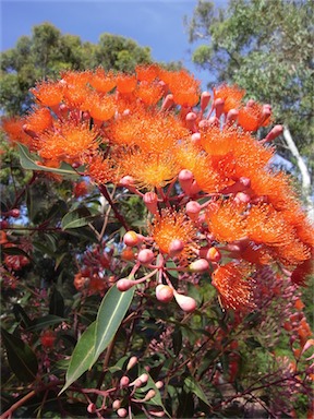 APII jpeg image of Corymbia ficifolia 'Dwarf Orange'  © contact APII