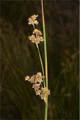 APII jpeg image of Juncus australis  © contact APII