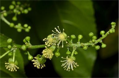 APII jpeg image of Croton verreauxii  © contact APII