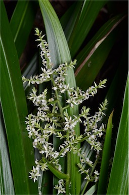 APII jpeg image of Helmholtzia acorifolia  © contact APII