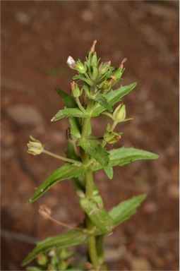 APII jpeg image of Gratiola pedunculata  © contact APII