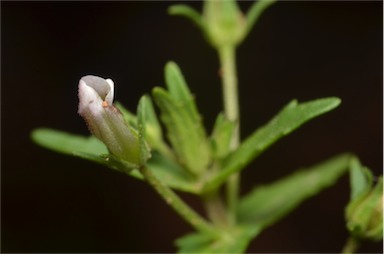 APII jpeg image of Gratiola pedunculata  © contact APII