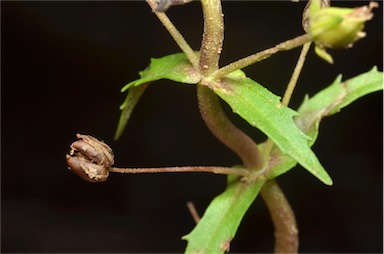 APII jpeg image of Gratiola pedunculata  © contact APII