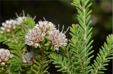 APII jpeg image of Darwinia diosmoides  © contact APII