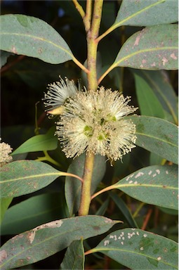 APII jpeg image of Eucalyptus ligulata subsp. stirlingica  © contact APII