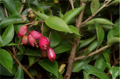 APII jpeg image of Syzygium 'Aussie Boomer'  © contact APII