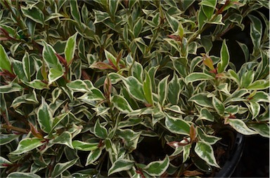 APII jpeg image of Syzygium paniculatum 'Dwarf'  © contact APII