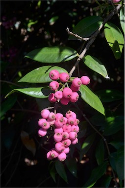 APII jpeg image of Syzygium 'Cascade'  © contact APII