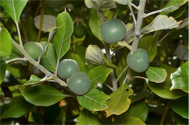APII jpeg image of Elaeocarpus sedentarius  © contact APII