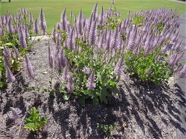 APII jpeg image of Ptilotus nobilis  © contact APII