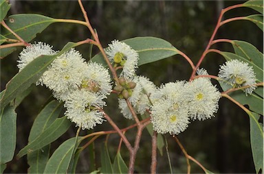 APII jpeg image of Eucalyptus bridgesiana  © contact APII