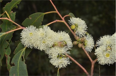 APII jpeg image of Eucalyptus bridgesiana  © contact APII