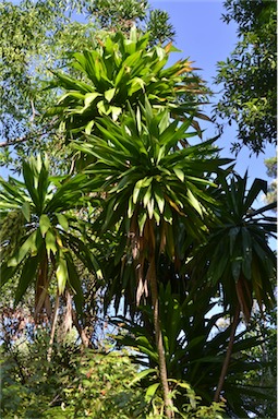 APII jpeg image of Cordyline obtecta  © contact APII