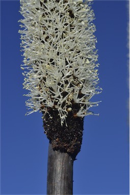 APII jpeg image of Xanthorrhoea latifolia subsp. latifolia  © contact APII