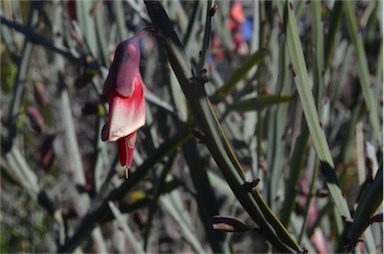 APII jpeg image of Bossiaea walkeri  © contact APII