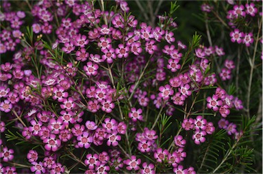 APII jpeg image of Chamelaucium 'Purple Pride'  © contact APII